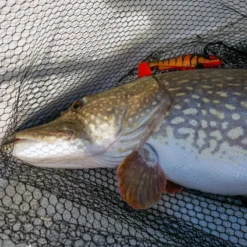 Daiwa PX Lazy Shad -Angebote Daiwa Store 32 217472r 4