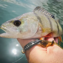 Perch Professor Fapping Craw 5,5cm (6pcs) -Angebote Daiwa Store FC556P Or 5