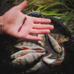 Perch Professor Leech 7cm (8pcs) 6 Perch Professor Leech 7cm (8pcs) -Angebote Daiwa Store FL78P Or 2