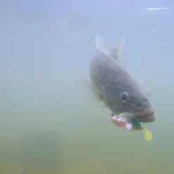 Megabass Dark Sleeper -Angebote Daiwa Store MB DS24 4513473452352r 5