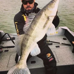 Gator Gum 22 Cm (1-Pack) -Angebote Daiwa Store gatorgumr 3