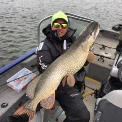 Gator Gum 22 Cm (1-Pack) -Angebote Daiwa Store gatorgumr 5